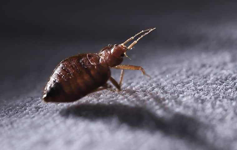 bed bug crawling on floor
