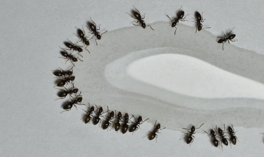 Best Ant Exterminators in San Jose, CA