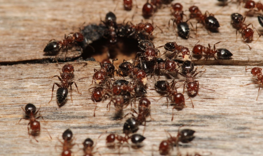 Ant Control Experts in Santa Clara County