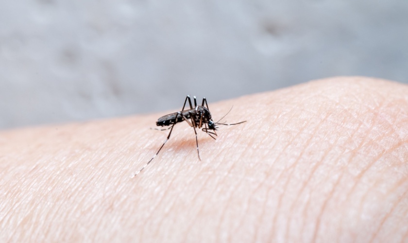 What Should I Do If I Have a Mosquito Problem in My Yard?