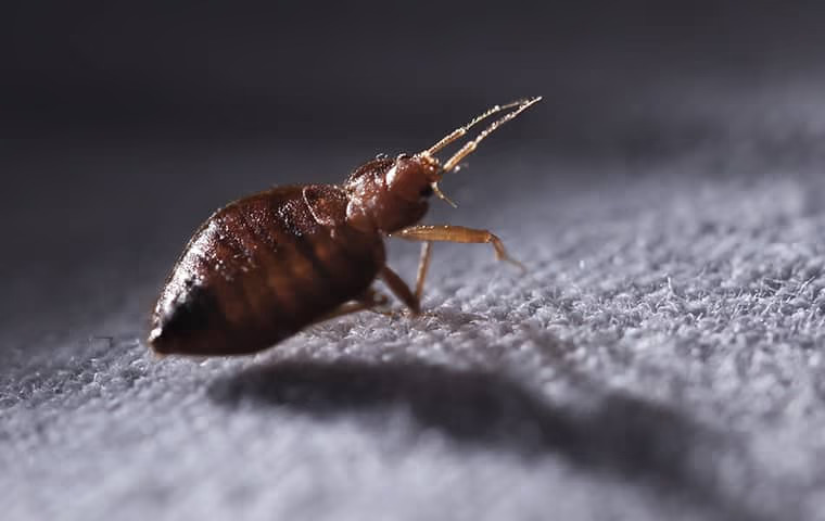 Bed Bug Removal Los Angeles Topclasspestexterminator.com
