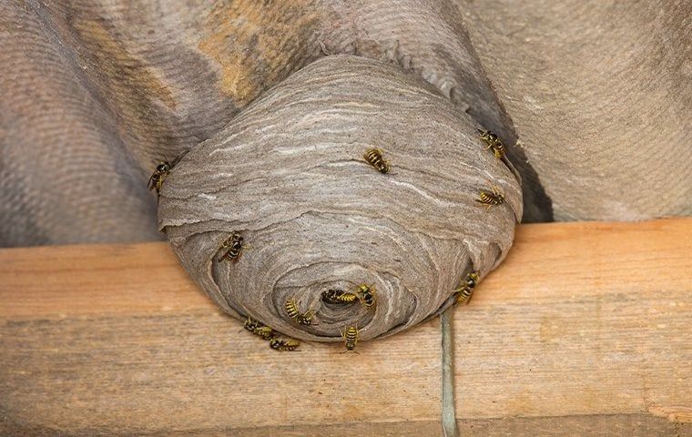 The Best Way To Get Rid Of Yellow Jackets In San Jose For Good