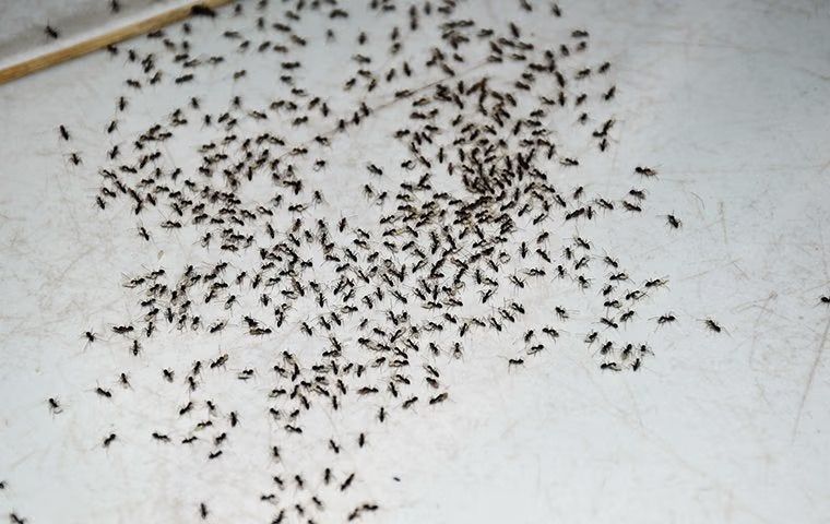 Say Good Riddance To Ants In Your San Jose Home