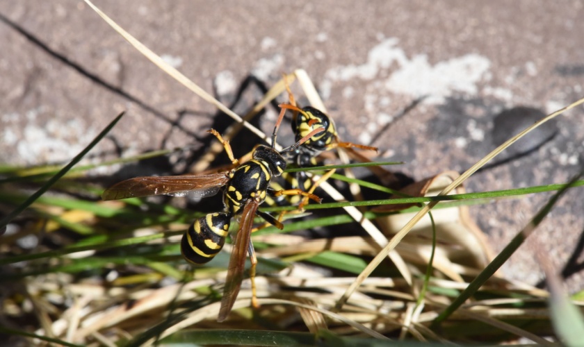 What Should I Do If I Have a Yellow Jacket Problem in My Yard?