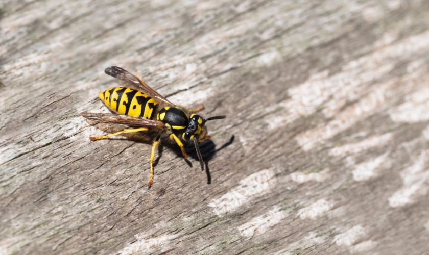 Yellow Jacket Control Experts in Morgan Hill, CA