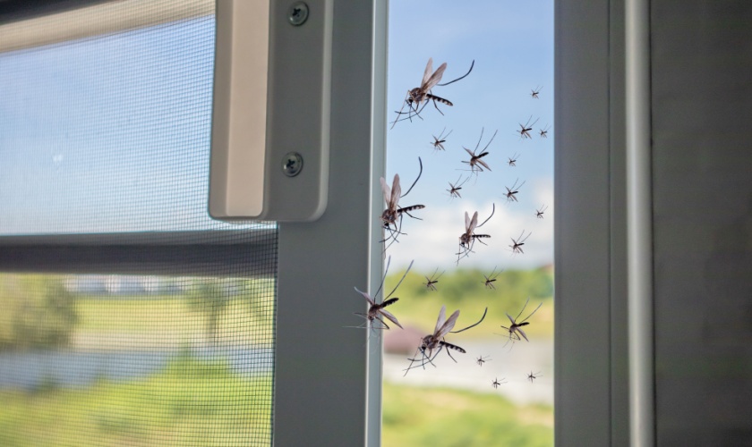 Protect Your Morgan Hill Home from Mosquitoes