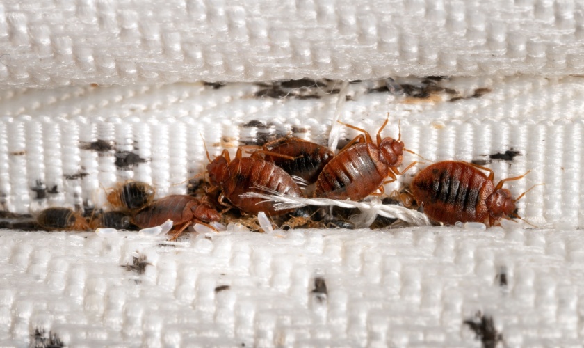 How Do I Know If I Have a Bed Bug Infestation?