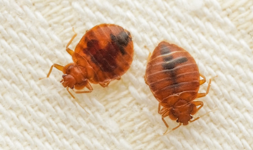 Are Bed Bugs Hard to Get Rid Of?