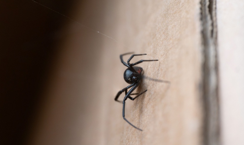 Why Do I Have a Spider Problem in My Home?