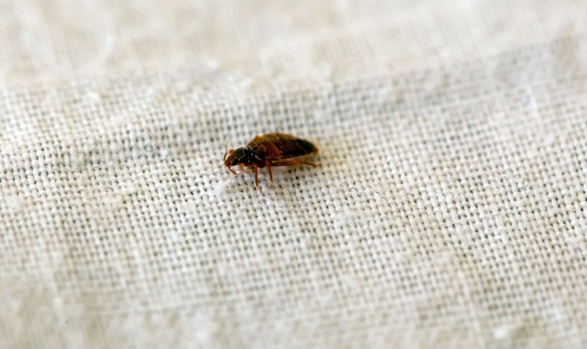 Bed Bug Control Experts in San Jose, CA