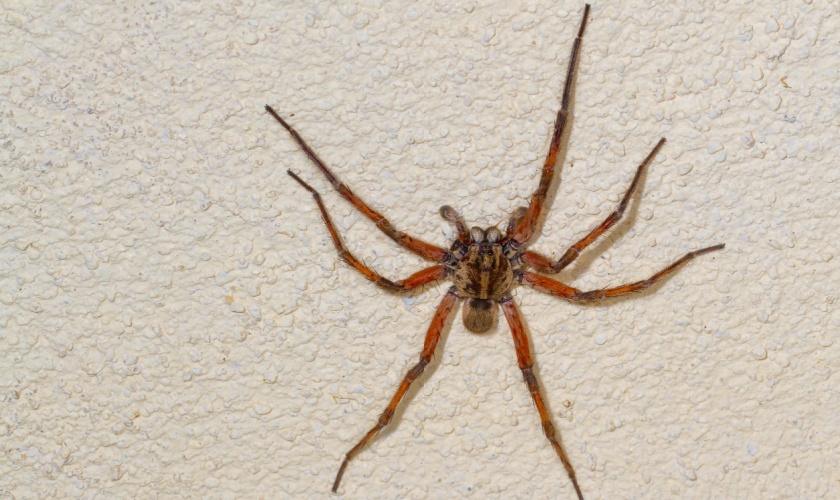 Best Spider Exterminators in Morgan Hill, CA