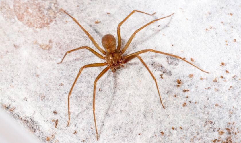 Spider Protection Tips for Morgan Hill Homeowners