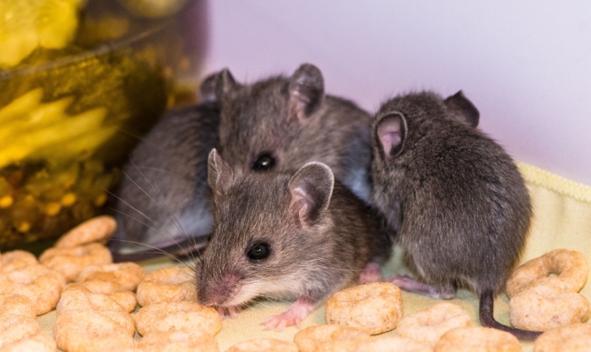 How Do I Know if I Have Mice in My Home?