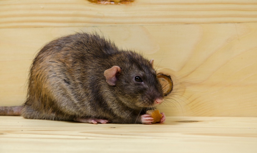 Rodent Removal Services in San Jose, CA