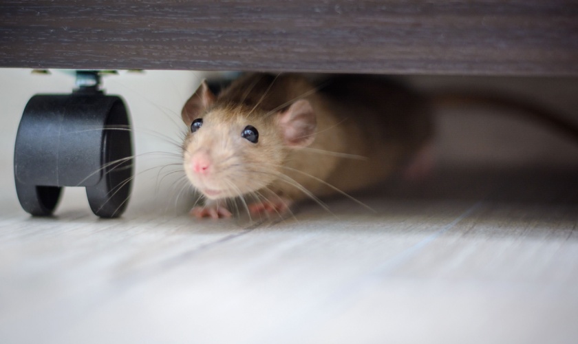 Rodent Control Experts in Morgan Hill, CA