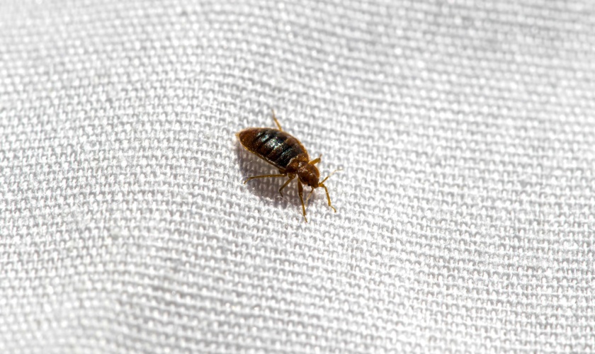 Bed Bug Control Experts in San Jose, CA