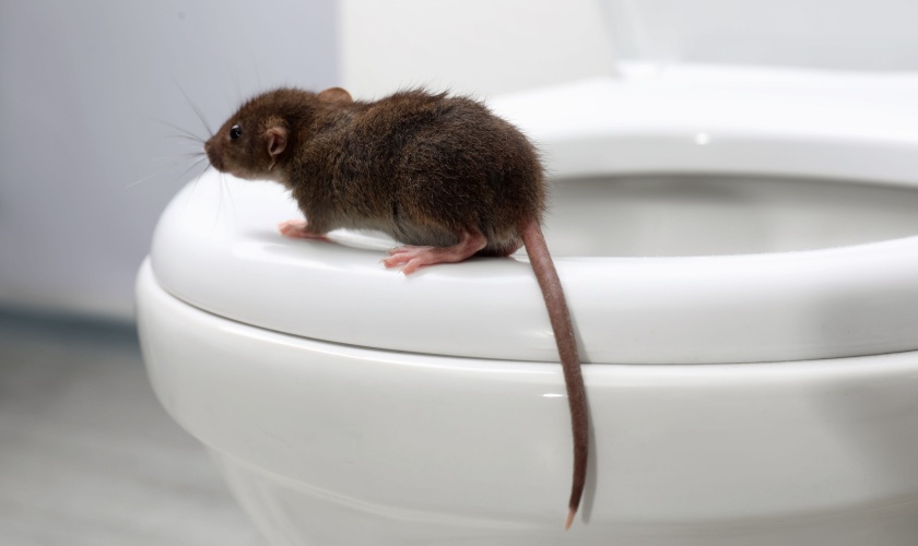 Why Do I Have a Rodent Problem in My Home?