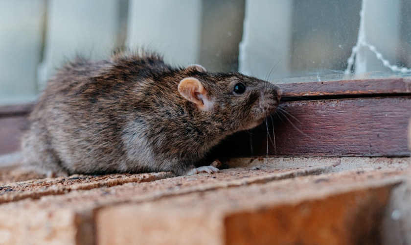 Rodent Prevention Tips for San Jose, CA Homeowners