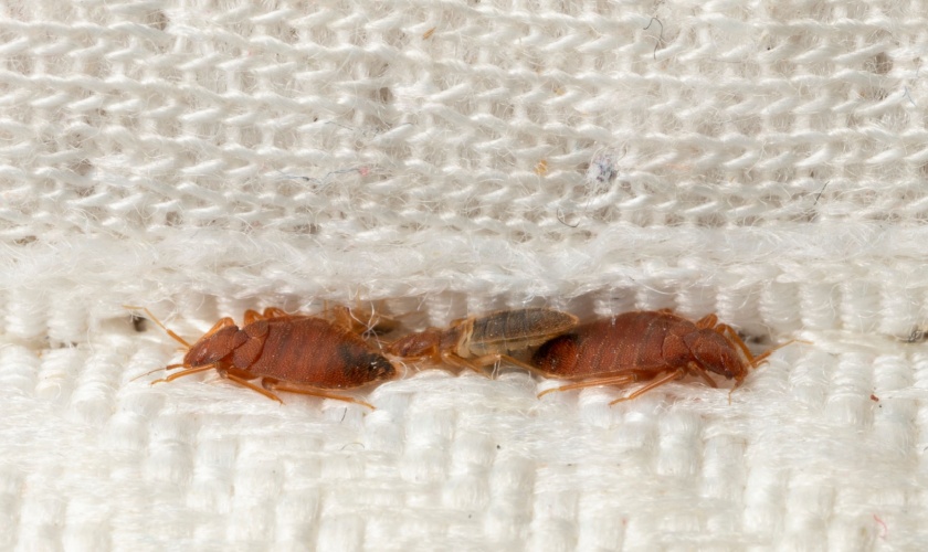 What Should I Do if I Have a Bed Bug Infestation?