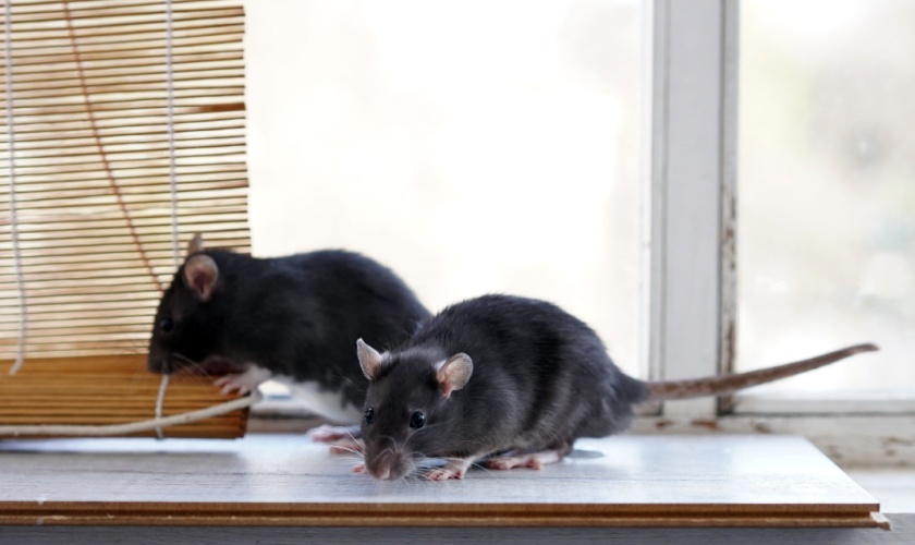 Protect Your Home from Rodents as the Weather Cools Down