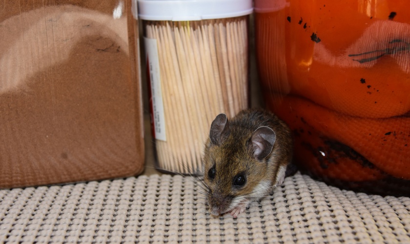 Protect Your Morgan Hill Property from a Rodent Infestation