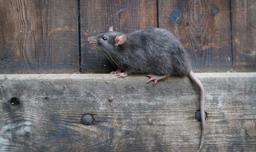 Best Mouse and Rat Control in Morgan Hill, CA