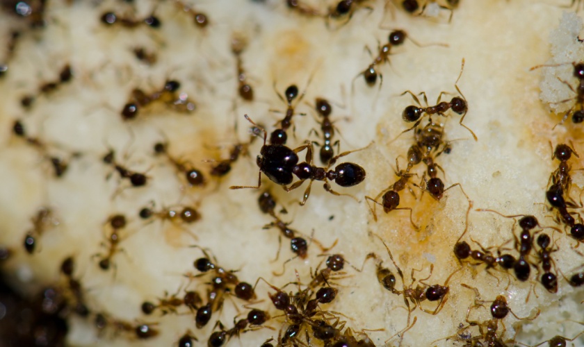 Comparing DIY and Professional Ant Control Solutions