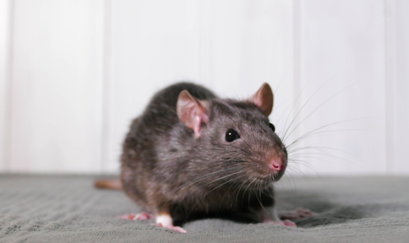 Who are the Best Rodent Exterminators in Morgan Hill, CA?