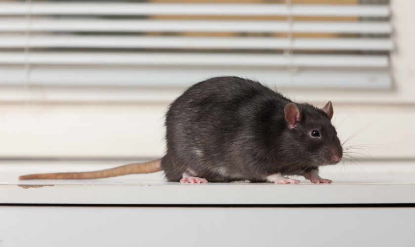 The Role of Professional Pest Control in San Jose’s Rodent Problem