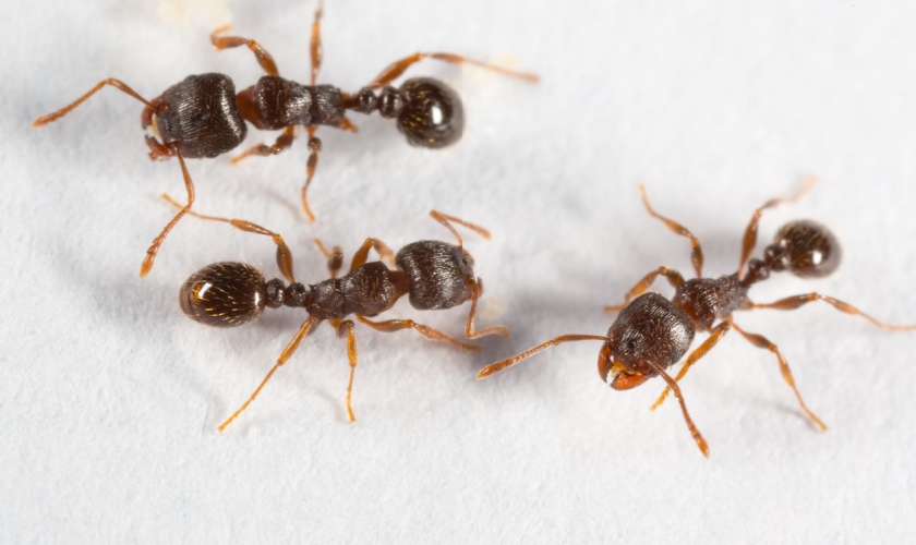 Why Ants Invade Morgan Hill Homes and How to Stop Them