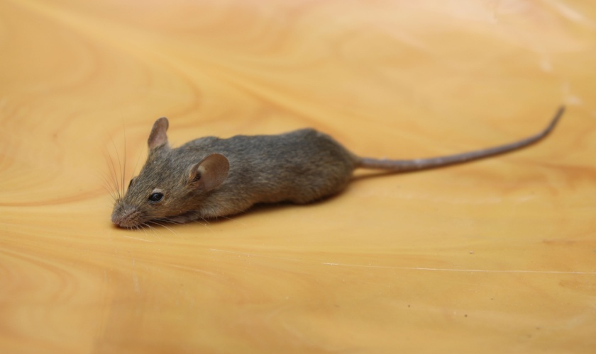 How San Jose’s Climate Affects Mouse Activity Year-Round